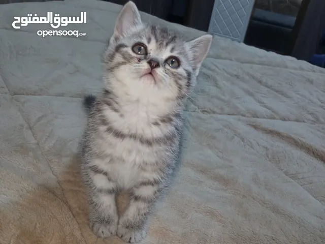 سكوتش ذكور للليع140دينار الاثنين