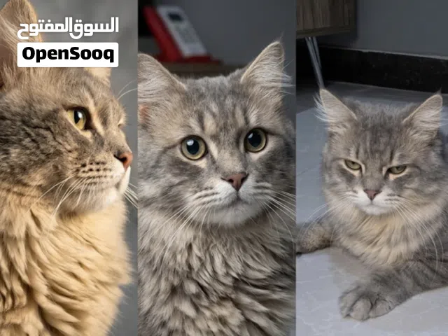 قط شيرازي تايقر