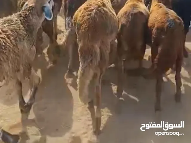 خرفان سواكني حمري و حري ثلاجه مندي كابلي مفطح احجام