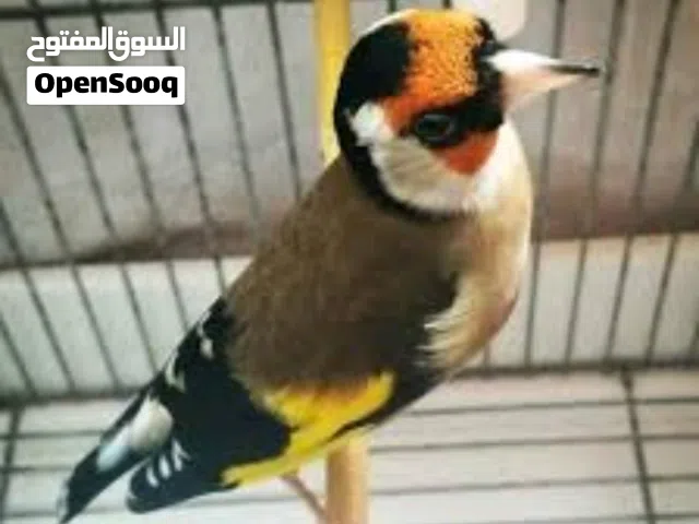 حسونين للبيع عالسمع ماتشري الا بس تسمع