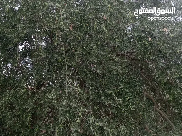 يتوفر لدينا زيت الزيتون البلدي الاردني الاصلي زعتر اخضر اردني بلدي  جبنه غنم دهن خالدي