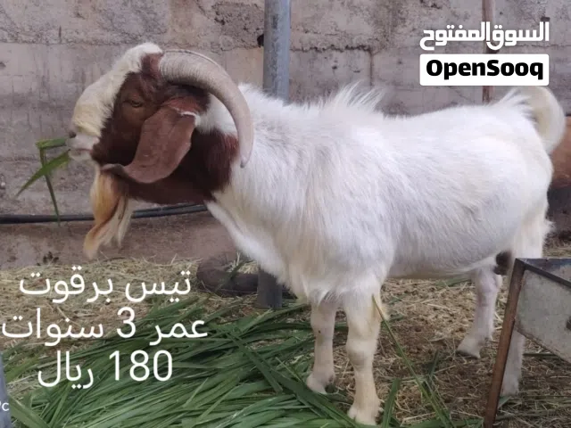 غنم برقوت للبيع
