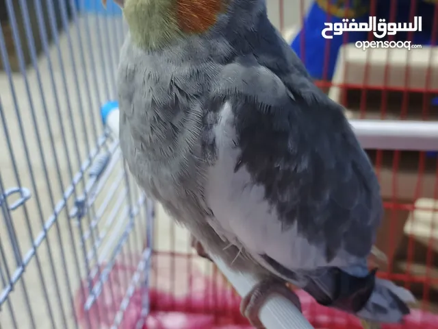 طيرة كوكتيل بترقص و بتصفر جاهزة بتوقف عالايد