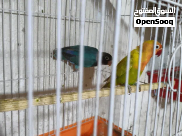طيور غندورات للبيع