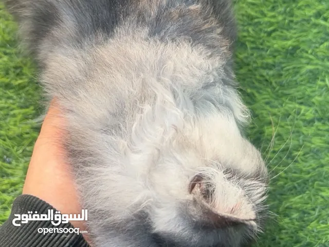 قط شيرازي ذكر