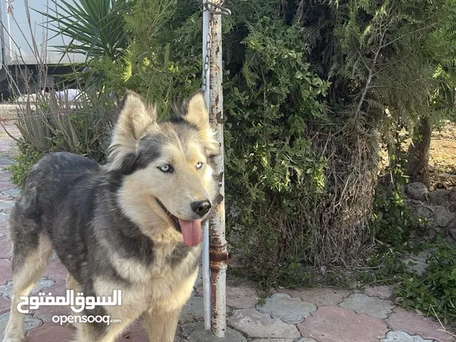 اناثي هاسكي منتجات للبيع او للبدل