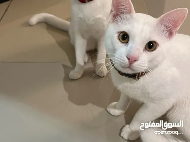 Rare Khao Manee Cat Looking for a Loving Home