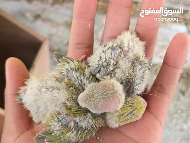 فروخ روز للغرب والتدريب