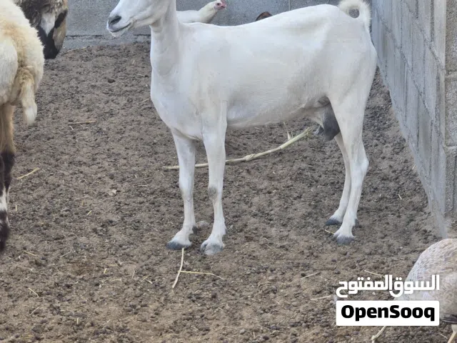 ماعز صلالي الحجم الكبير