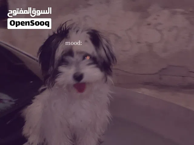 للبيع كلبه مالتيز