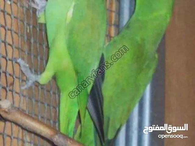 ببغاء دره ذكر مروض الطوق كامل السعر قابل للمفاوضة