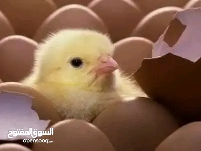 فروج بلدي نخب العمر فوق الشهر ونص