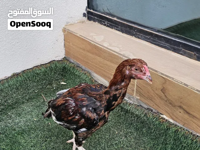 للبيع ديكين باكستاني مطلوب ف الواحد  الجاد ما بقصر وياه