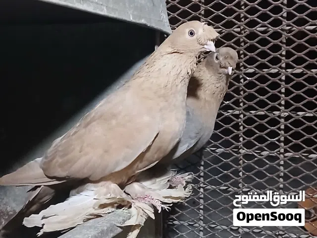 مكاويات صفر