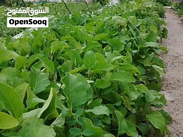 بذنجان عراقي