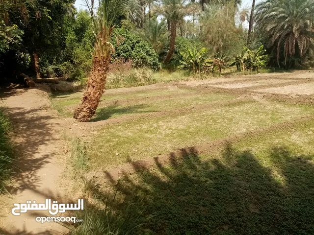 Farm Land for Sale in Aswan Abou al-Reish