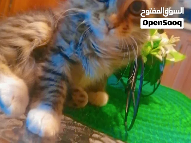 للتبني عوائل فقط قط ذكر شانشيلا العمر شهرين ونص متعود على التربوكس لدراي