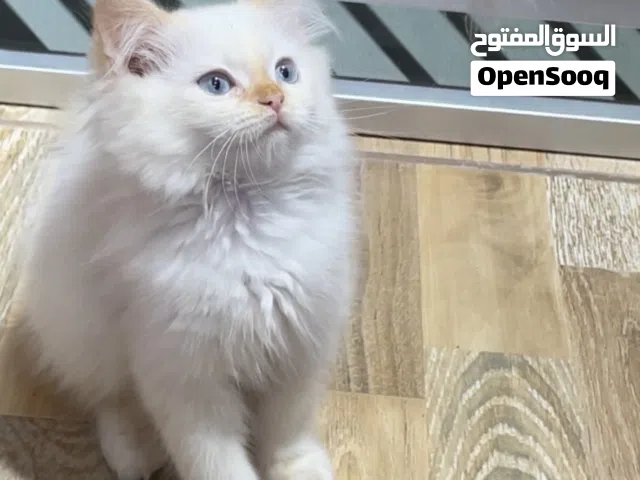 قط شيرازي للبيع