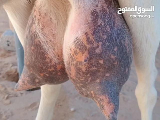 عنز فرنساويه اول جمع امكسبه جنس حليب ما شاء الله