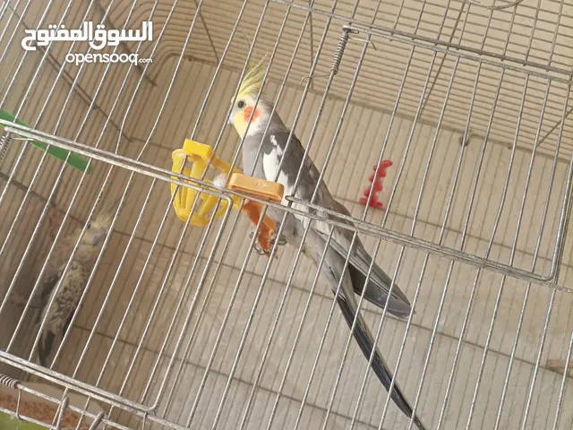 جوز كوكتيل
