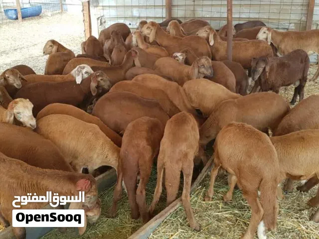 اكباش سودانية  حية بيع جملة