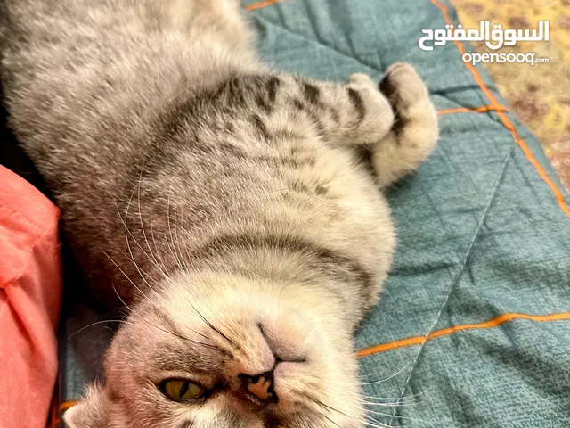 Scottish Fold Female – 4 Years Old - Unspayed قطة سكوتش فولد أنثى – عمرها 4 سنوات - غير معقمة