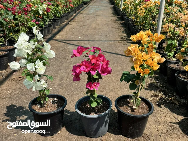 Bougainvillea Flowers Multi Colors UAE