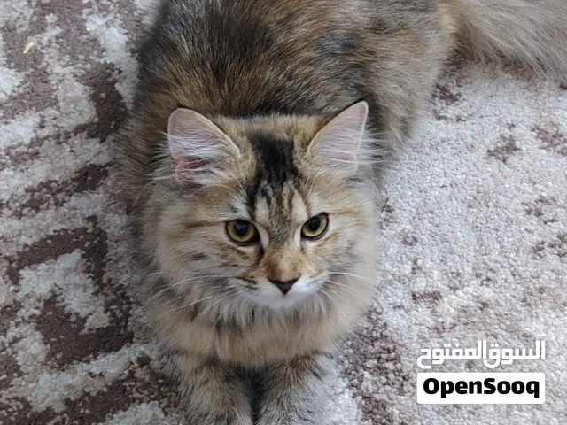 قطه شيرازيه أنثى جميله مع دفتر التحصينات