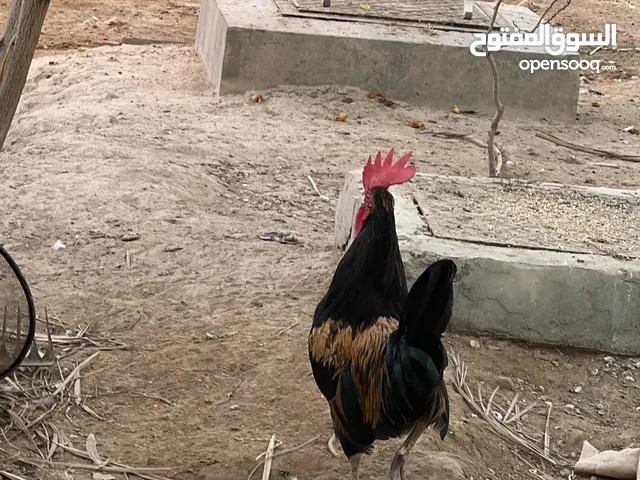 دجاج الماني للبيع بصحه جيده