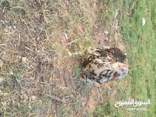 زوز فراريج استراليات مهجنات ع لحية وداج بسعر مناسب