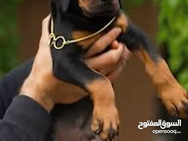 جرو دوبرمان انثى اصليه العمر 55 يوم