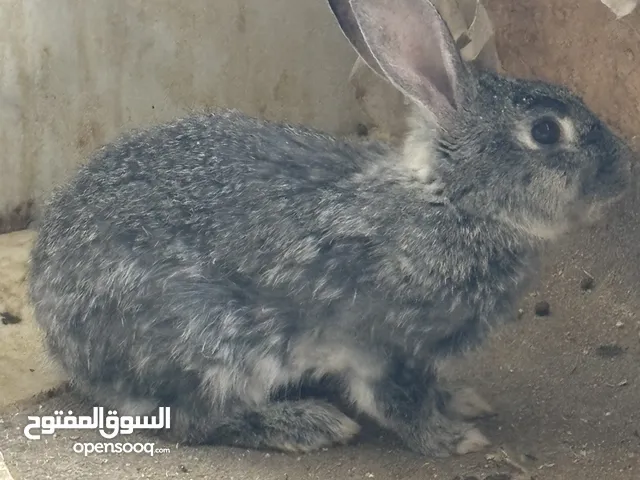 ارانب للبيع بسعر مناسب أنثى بلدي للون سكني معشره من 20 يوم معها فراخ ثنين فرنسيات ابيض عمر 28 يوم
