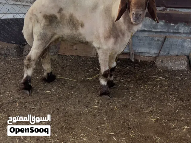 خروف نعيمي فاخر ( فحل حار ) ومشروط النسف