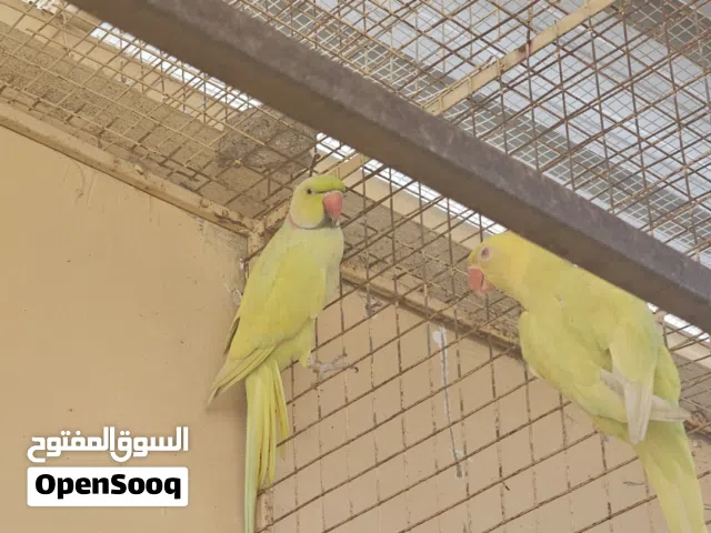 زوج دره لاس وينج منتج