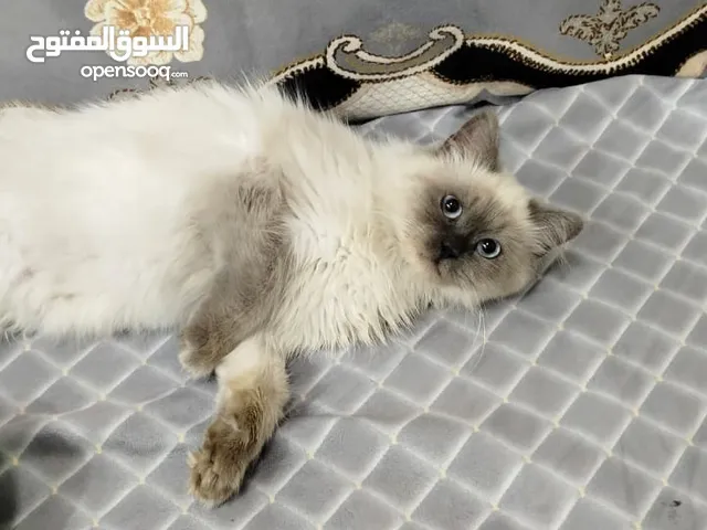 هملايه انثى تبني بلاش
