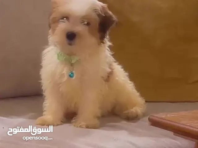 كلب مالتيز