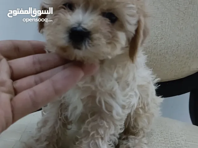 Top Quality Maltipoo