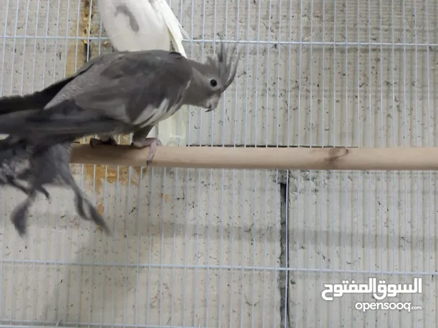 مطلوب طيرة وايت فيس نفس الي بلصورة