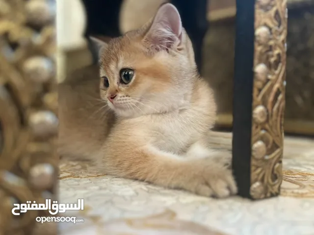 British golden shorthair