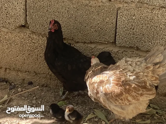 دجاج براهمي وعربي للبيع