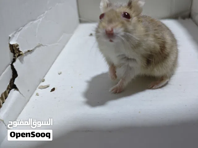 هامستر روسي
