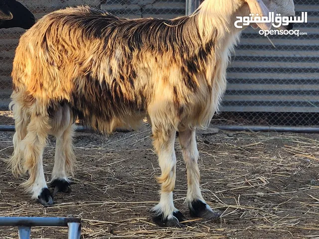 للبيع كبش نجدي اصل
