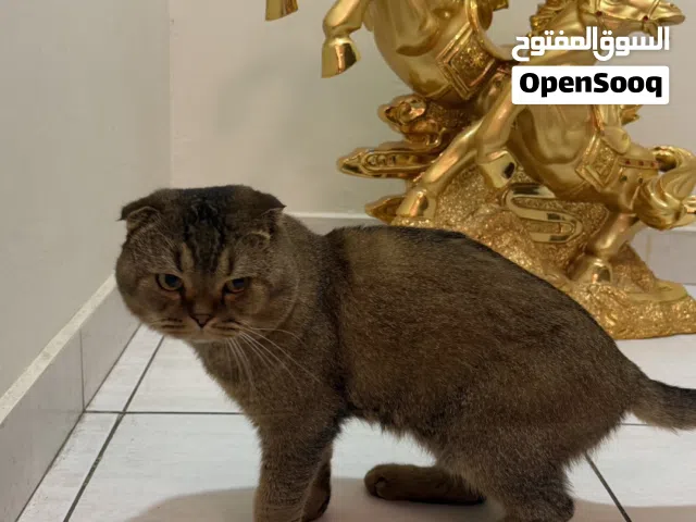 قطة سكوتشي فولد اليفة جدا Scottish fold cat playful