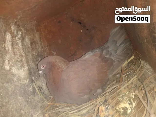 الحمام القلاب زواج
