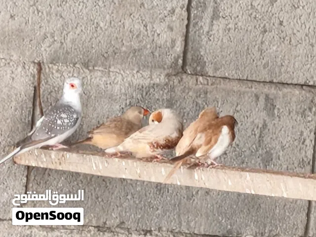 محميه فناجس سوبر جامبو الكل بزارات كلهن تبزيري