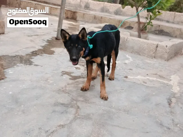 جروة انثى جيرمن للبيع عمر 4شهور وسبوعين