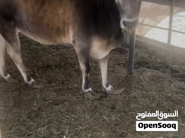 ثور الدار  العمر  4 سنوات لي يدور زين 1200 ريال