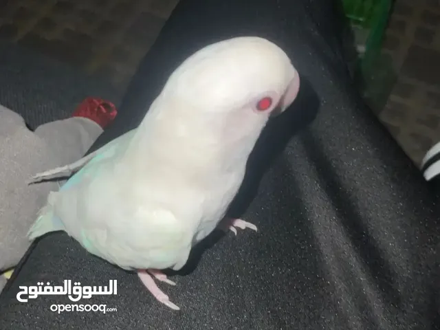 للبيع بغباء روز