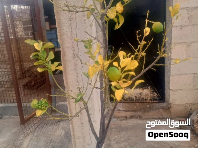 ليمونه شهريه