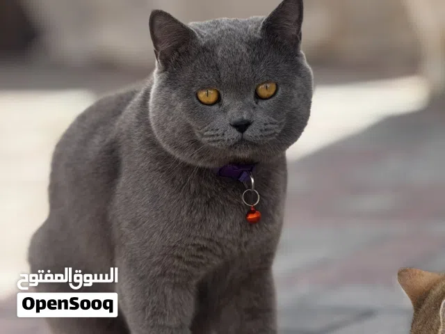 برتش شورت هير للبيع
